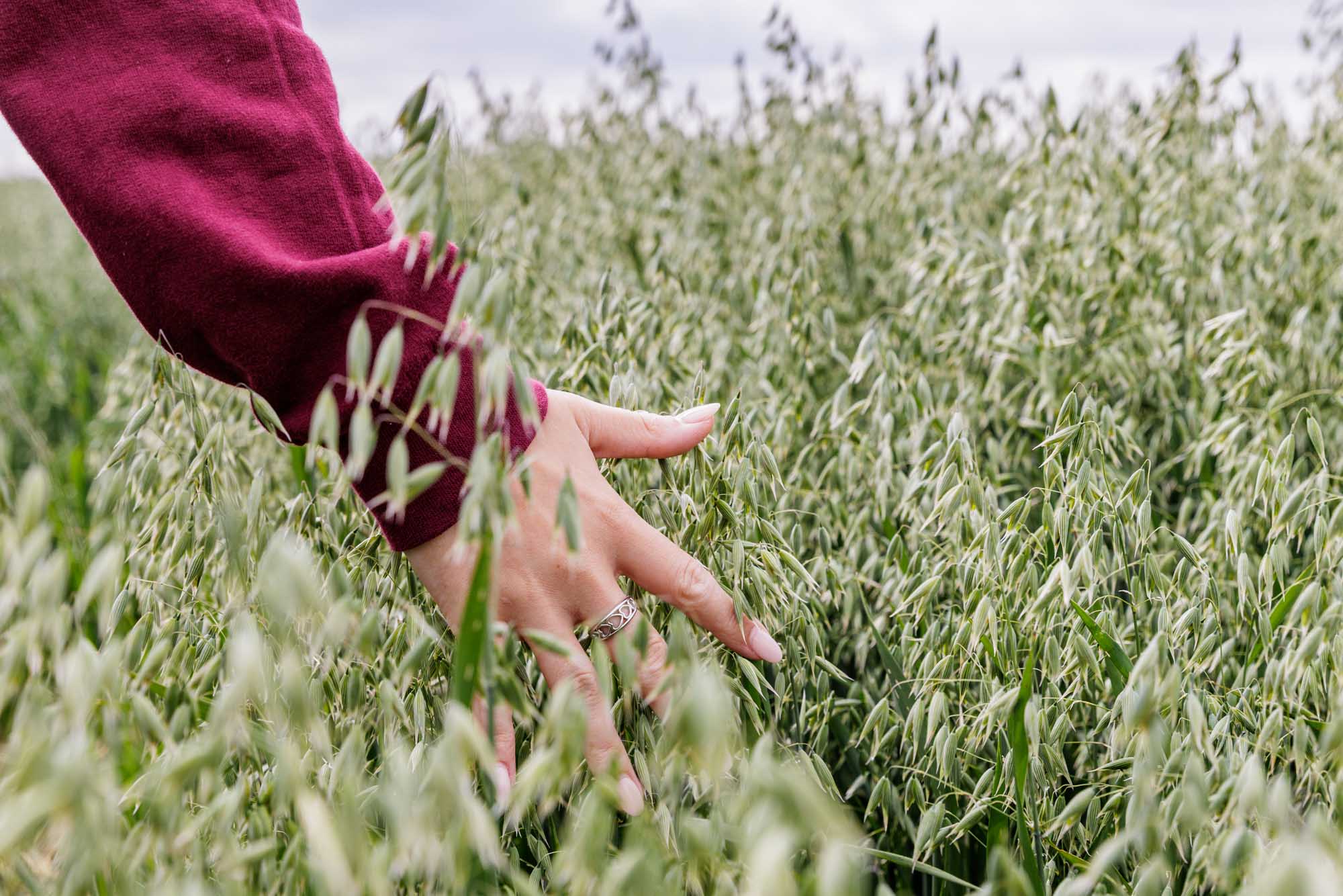 Brueggen-Veranstaltungen-Hafertag-Thelkow Das Bild zeigt eine Hand, die durch ein grünes Haferfeld schweift.