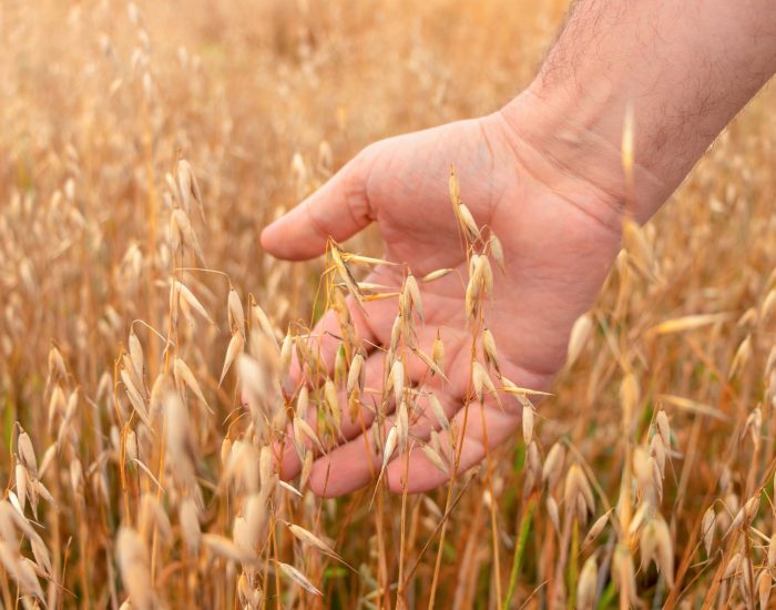 Brueggen-Hand im Haferfeld Hafer_shutterstock_2019551744 Das Bild zeigt eine Hand im Haferfeld