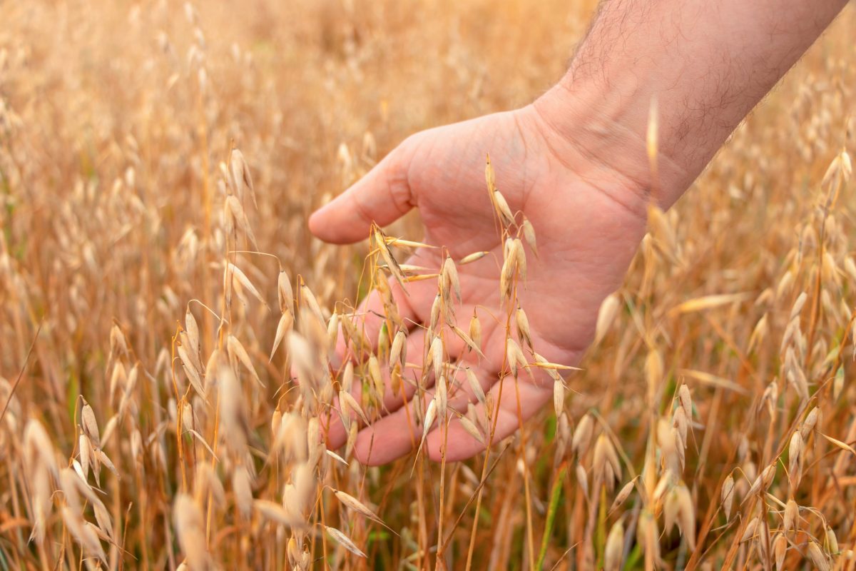 Brueggen-Hand im Haferfeld Hafer_shutterstock_2019551744 Das Bild zeigt eine Hand im Haferfeld
